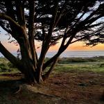 Cambria Ocean Tree ()